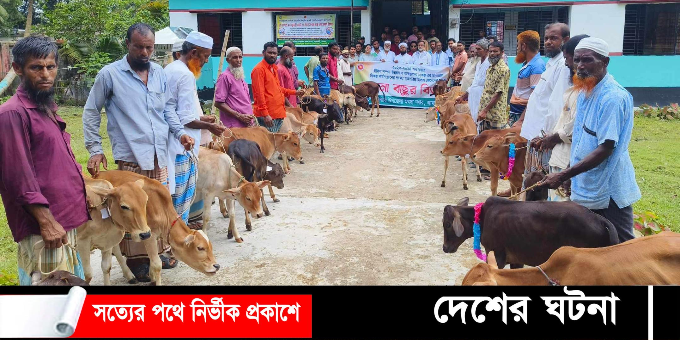 আমতলীর জেলেদের মাঝে ৩২ টি গরু বিতরন