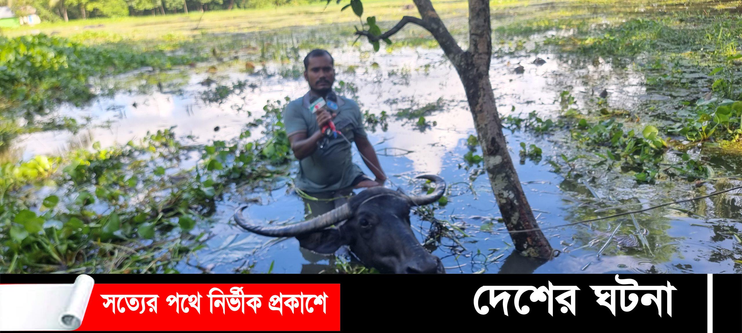 বন্যার পানিতে মহিষের পিঠে চড়ে ঘুরে বেড়ান ইয়াছিন