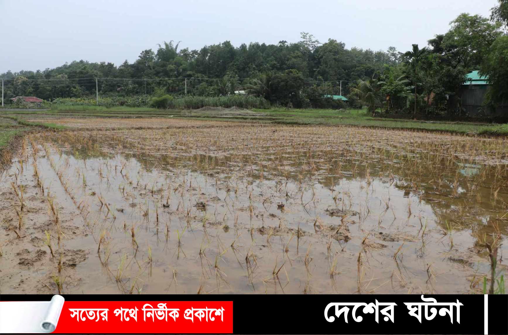 দীর্ঘ বন্যার পানিতে ফসলের ব্যাপক ক্ষয়ক্ষতি