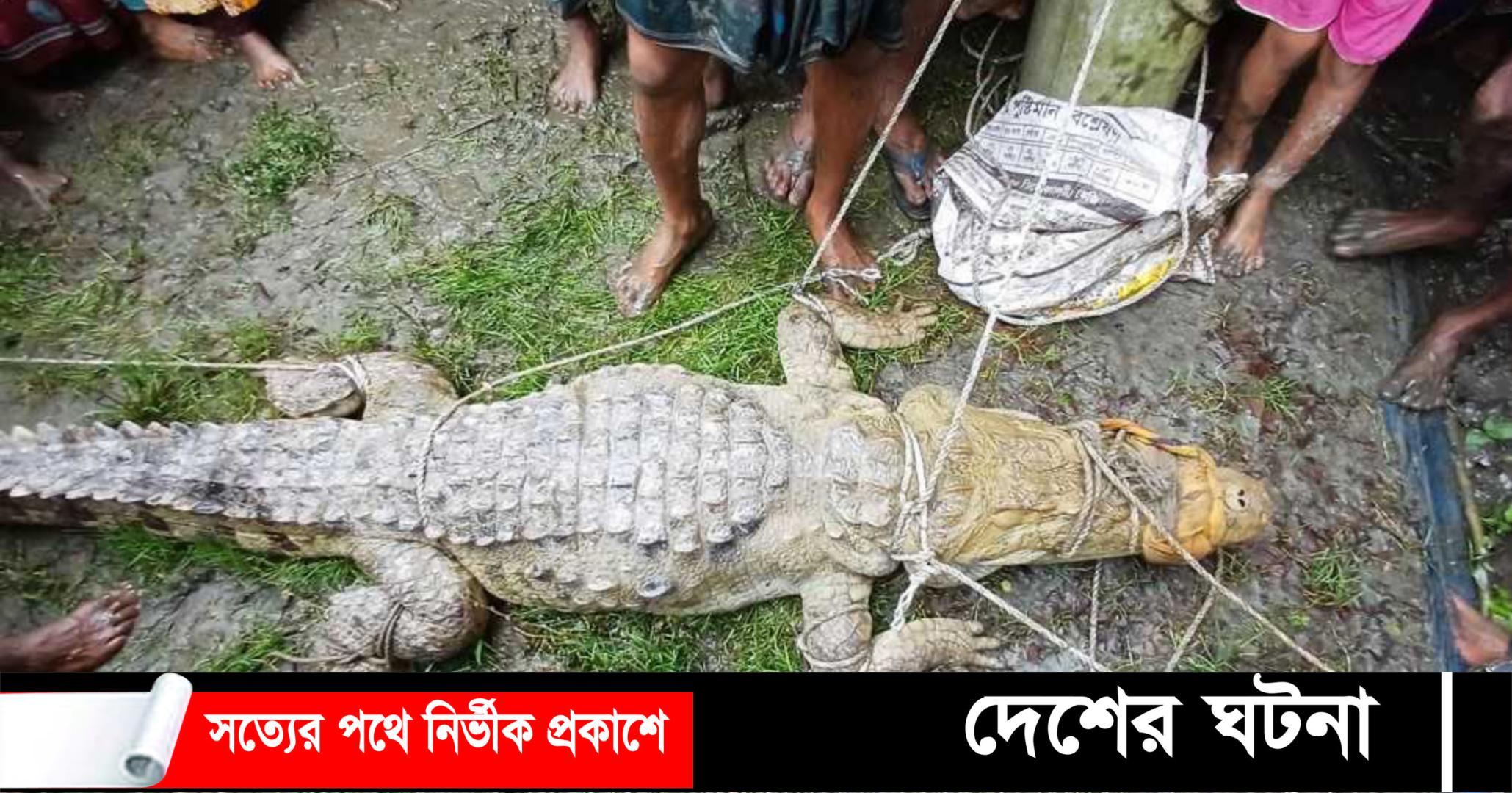 পুকুর থেকে কুমির উদ্ধার, জেলে আহত