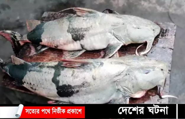 কুমিল্লায় গোমতী নদীতে ধরা পড়লো ৩৩ কেজি ও ১০ কেজির বাঘাইড় মাছ