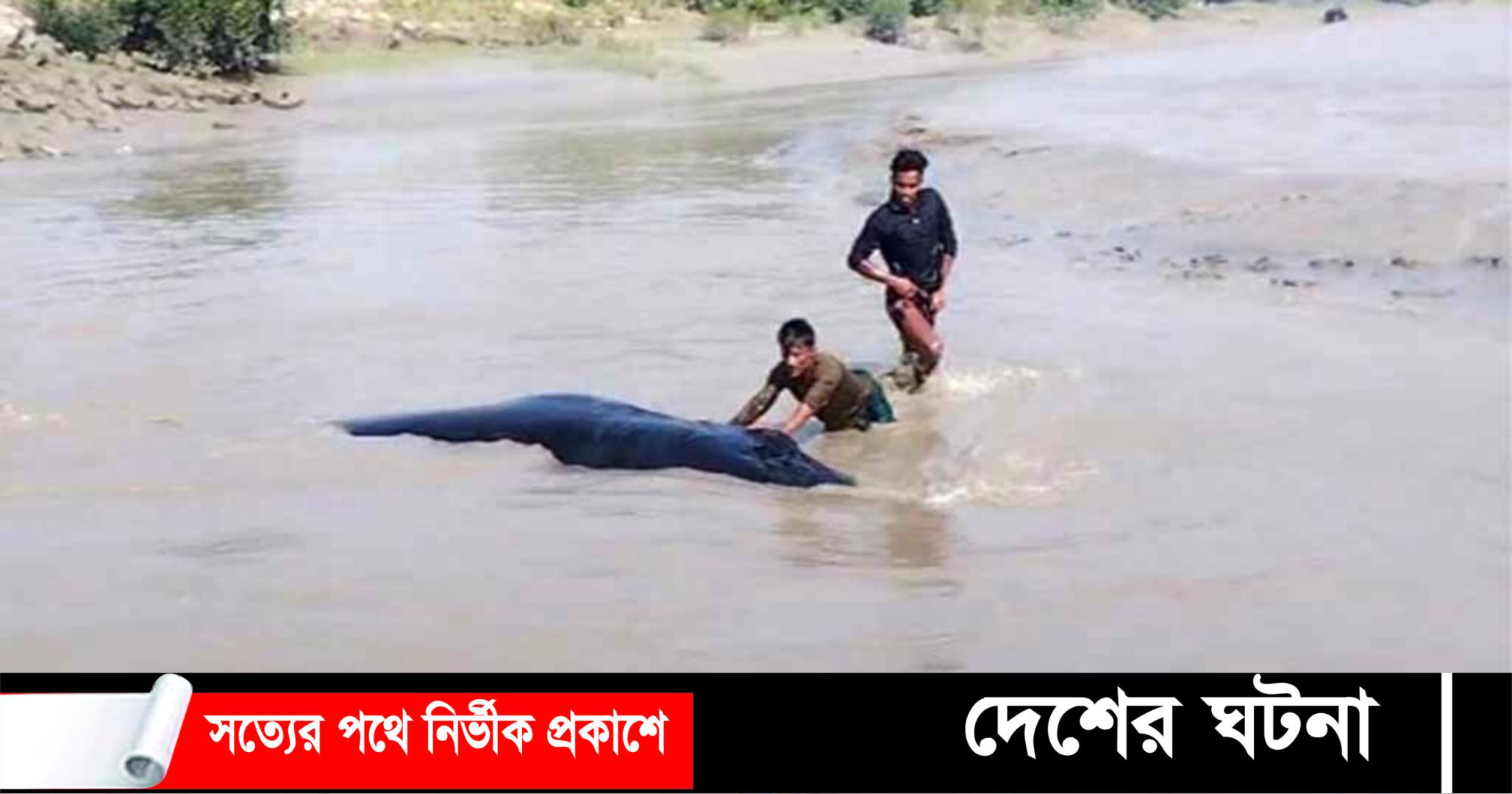 নোয়াখালীর ডুবোচরে ভেসে এলো বিশালাকৃতির তিমি