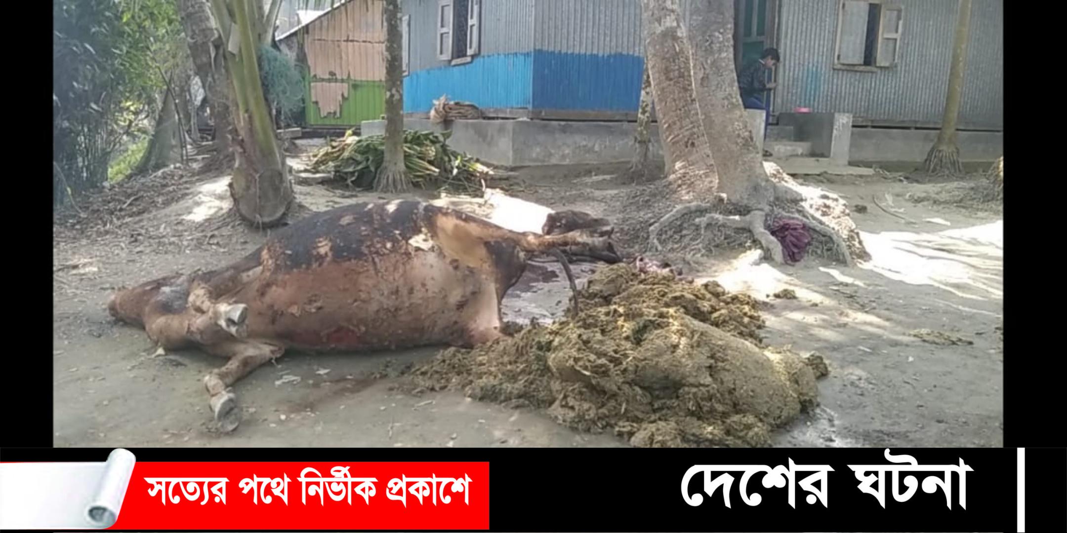 নোয়াখালীতে আগুনে পুড়ে মরল ৩ গরু