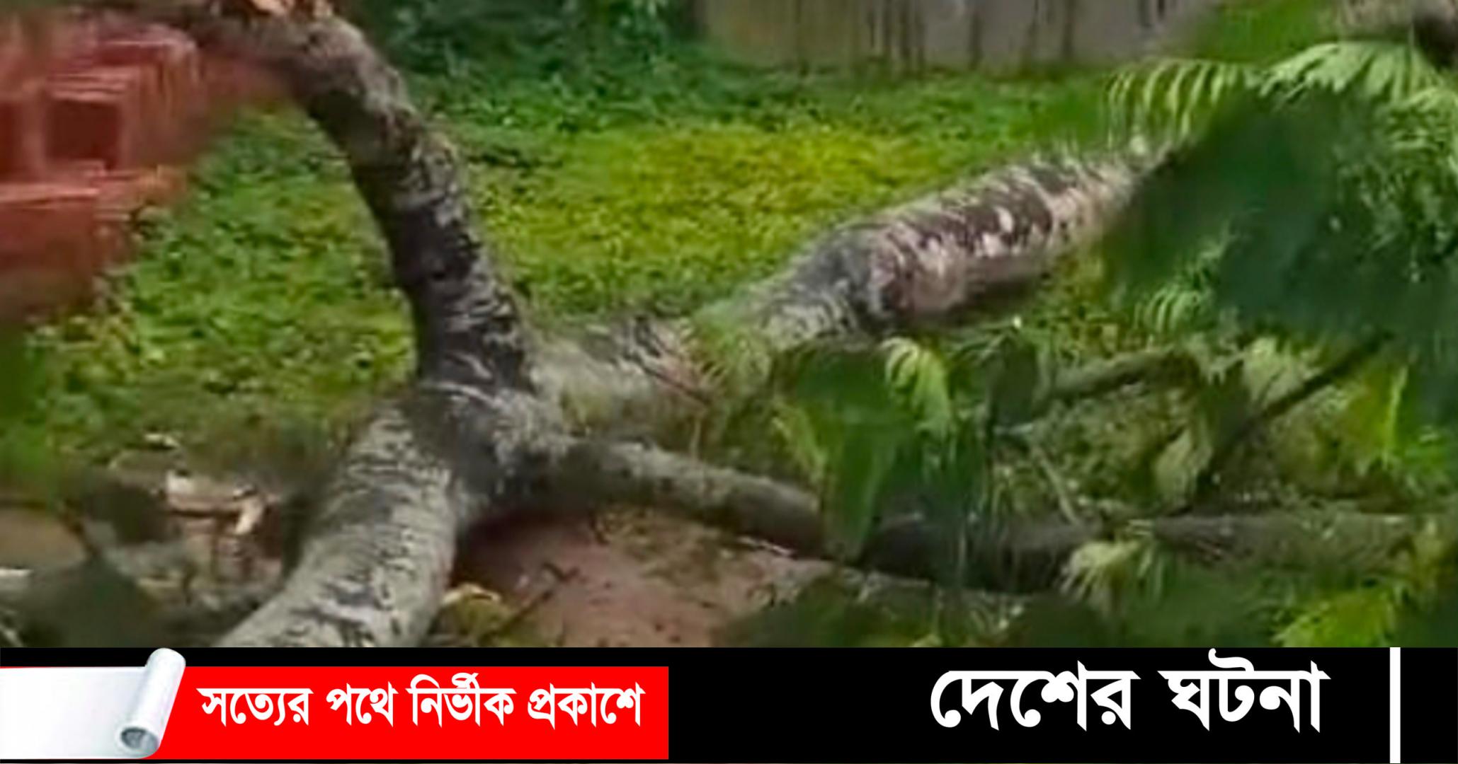 দেবীদ্বারে গাছ পড়ে মাদ্রাসা পড়ুয়া এক শিক্ষার্থীর মৃত্যু